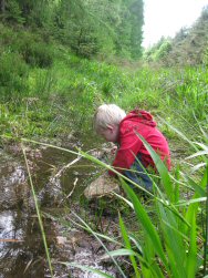 Looking for newts
